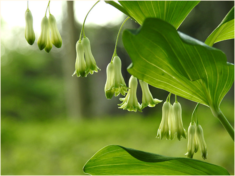 Weißwurz (Polygonatum)