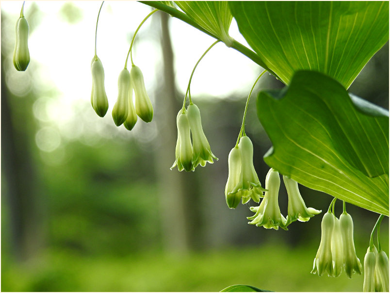 Weißwurz (Polygonatum)