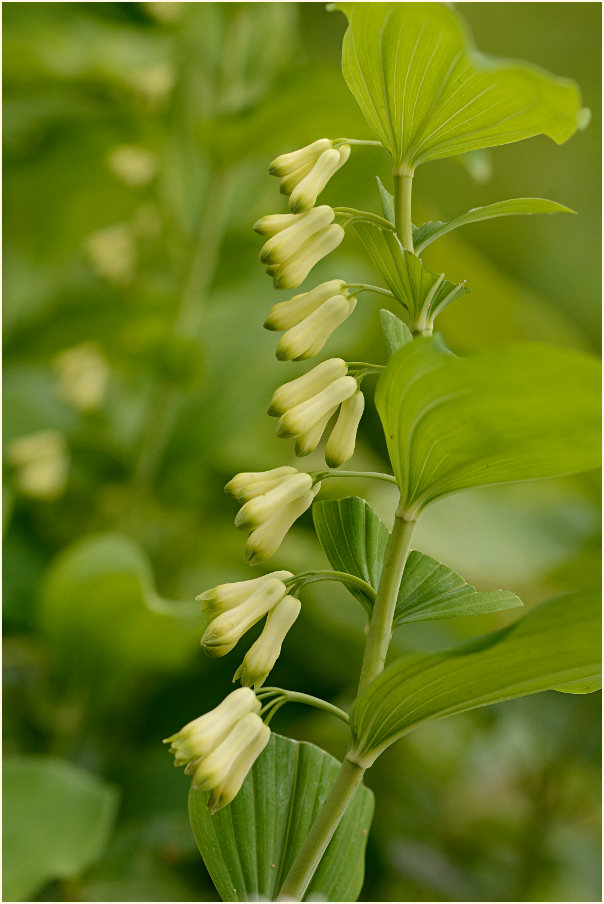 Weißwurz (Polygonatum)