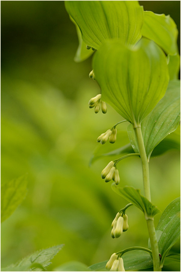 Weißwurz (Polygonatum)