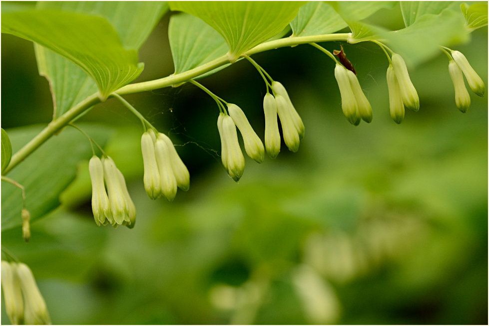 Weißwurz (Polygonatum)