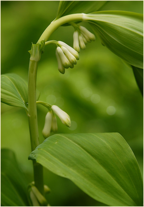 Weißwurz (Polygonatum)