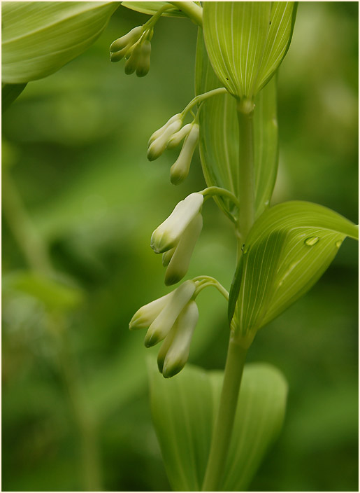 Weißwurz (Polygonatum)