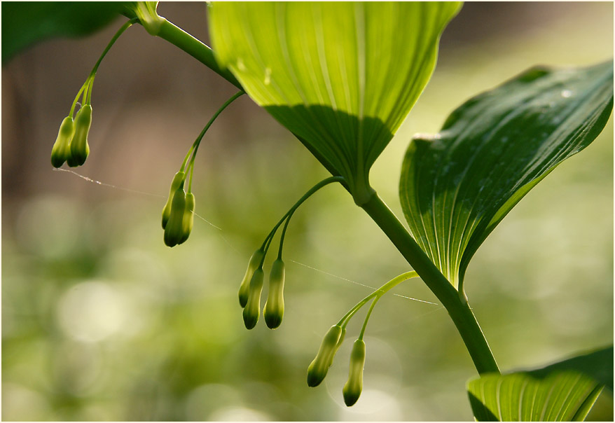 Weißwurz (Polygonatum)