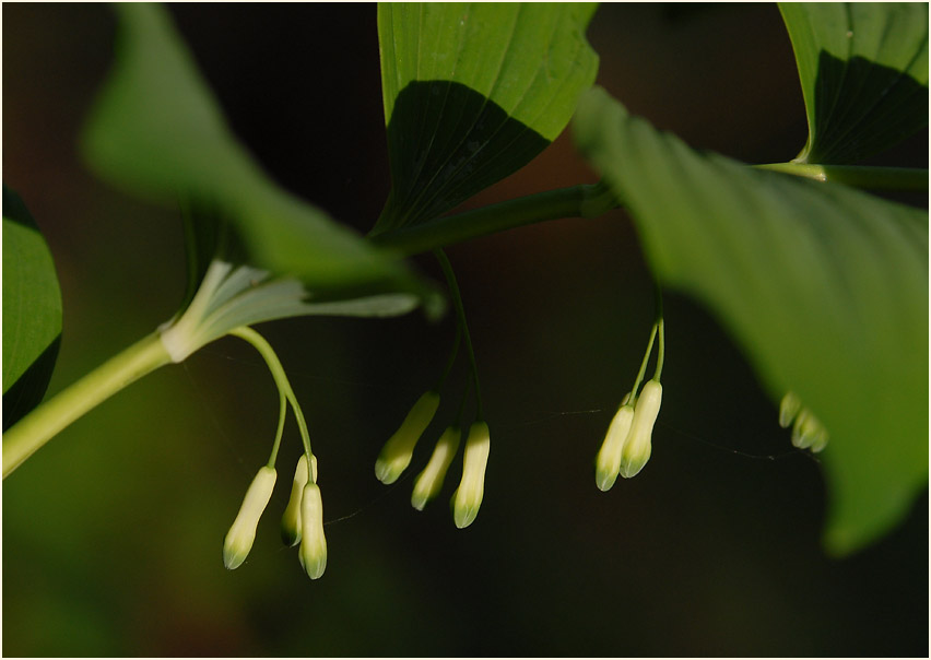 Weißwurz (Polygonatum)