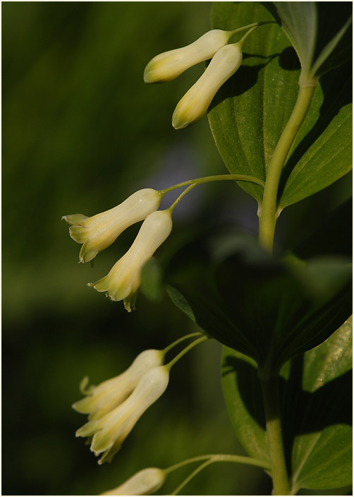 Weißwurz (Polygonatum)