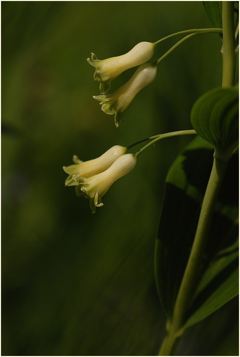 Weißwurz (Polygonatum)