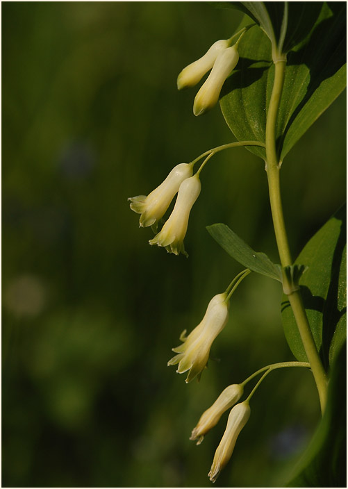 Weißwurz (Polygonatum)