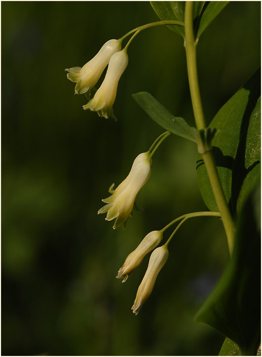 Weißwurz (Polygonatum)