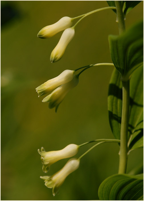 Weißwurz (Polygonatum)