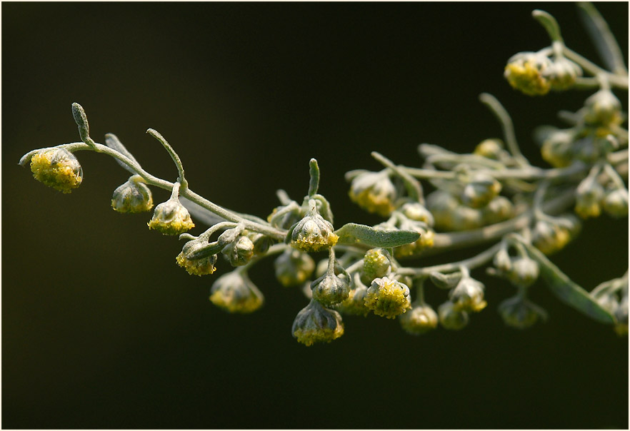 Wermut (Artemisia absinthium)