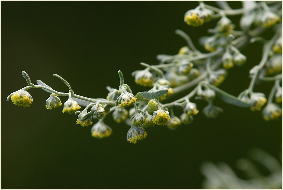 Wermut (Artemisia absinthium)