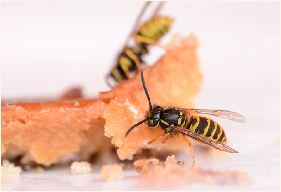 Wespe