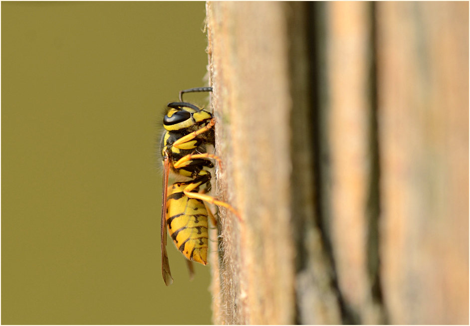 Wespe