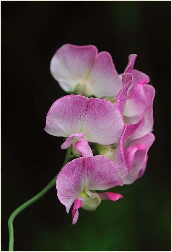 Breitblättrige Platterbse (Lathyrus latifolius)