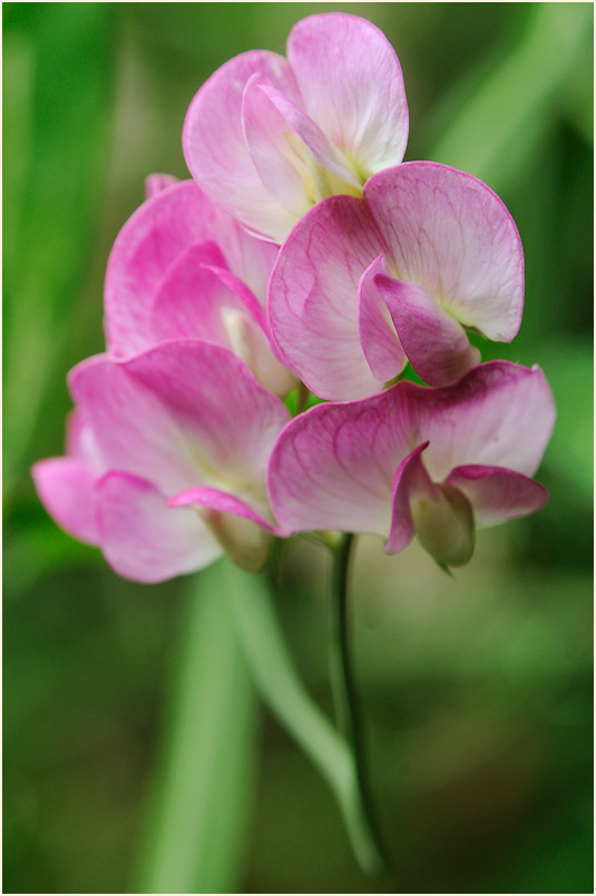 Breitblättrige Platterbse (Lathyrus latifolius)