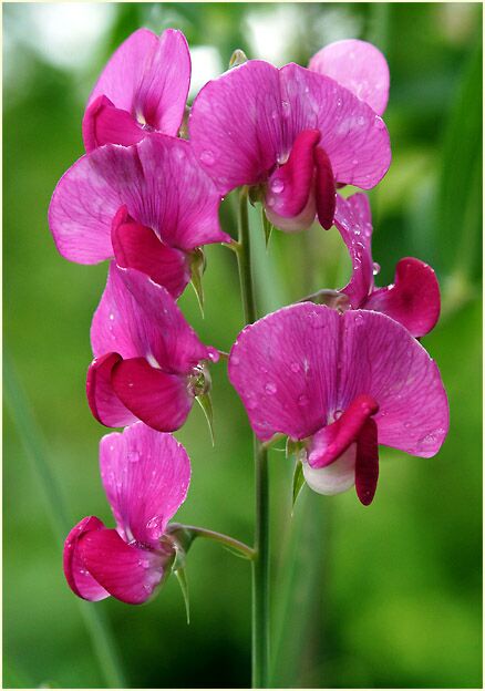 Breitblättrige Platterbse (Lathyrus latifolius)