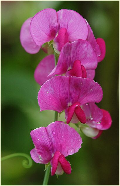 Breitblättrige Platterbse (Lathyrus latifolius)