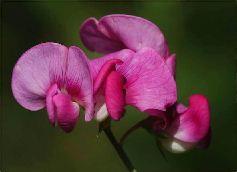 Breitblättrige Platterbse (Lathyrus latifolius)