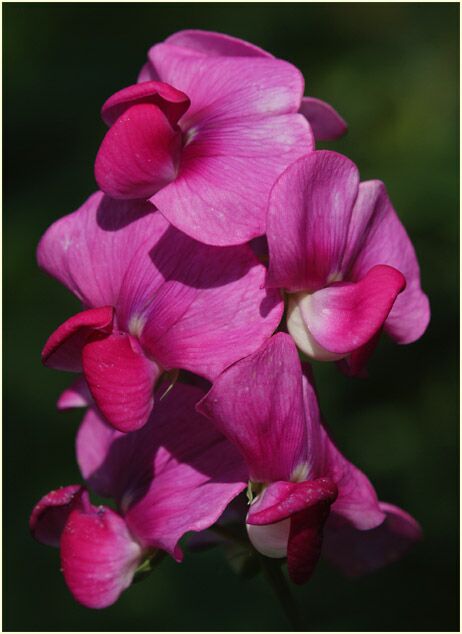 Breitblättrige Platterbse (Lathyrus latifolius)