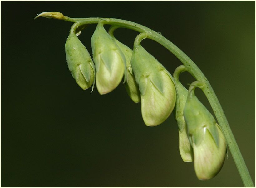 Breitblättrige Platterbse (Lathyrus latifolius)