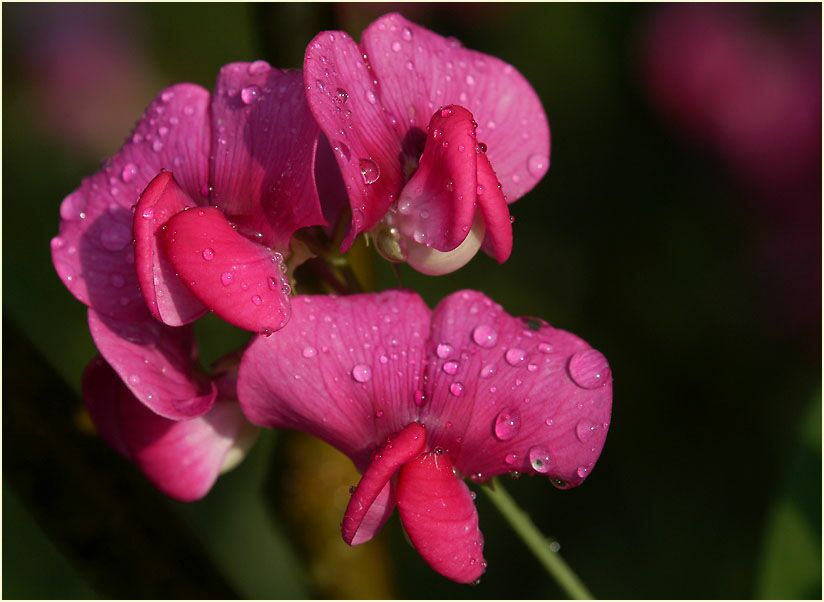 Breitblättrige Platterbse (Lathyrus latifolius)