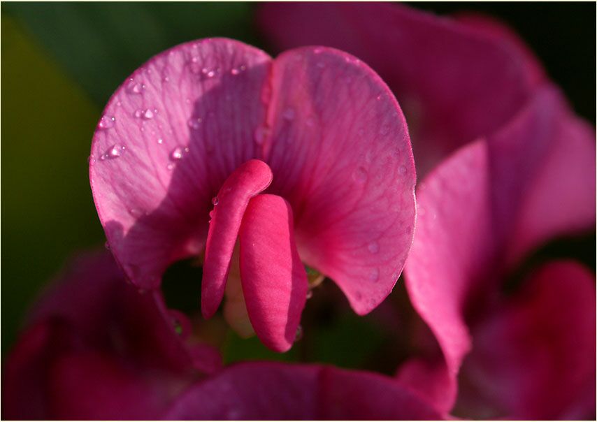 Breitblättrige Platterbse (Lathyrus latifolius)