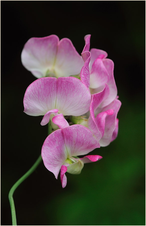 Breitblättrige Platterbse (Lathyrus latifolius)