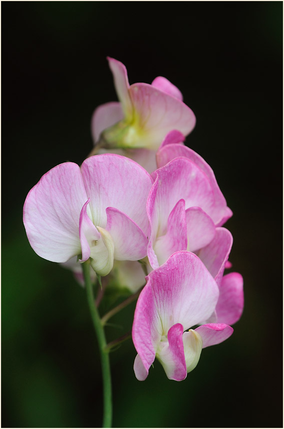 Breitblättrige Platterbse (Lathyrus latifolius)