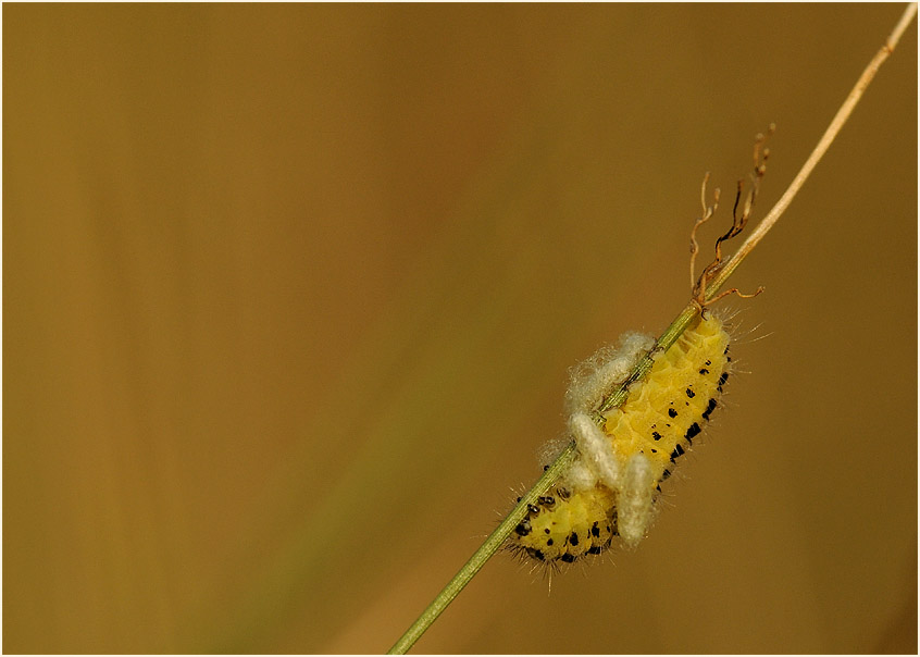 Raupe Sechsfleck-Widderchen (Zygaena filipendulae)