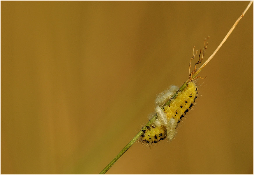 Raupe Sechsfleck-Widderchen (Zygaena filipendulae)
