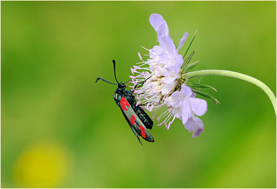 Sechsfleck-Widderchen (Zygaena filipendulae)