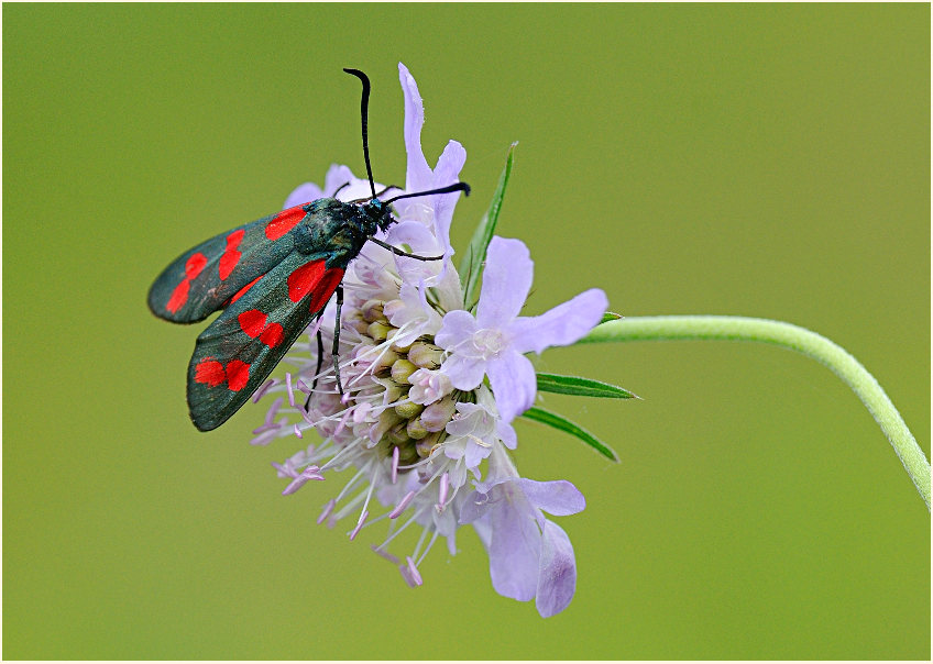 Sechsfleck-Widderchen (Zygaena filipendulae)