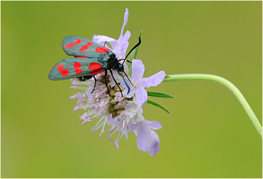 Sechsfleck-Widderchen (Zygaena filipendulae)