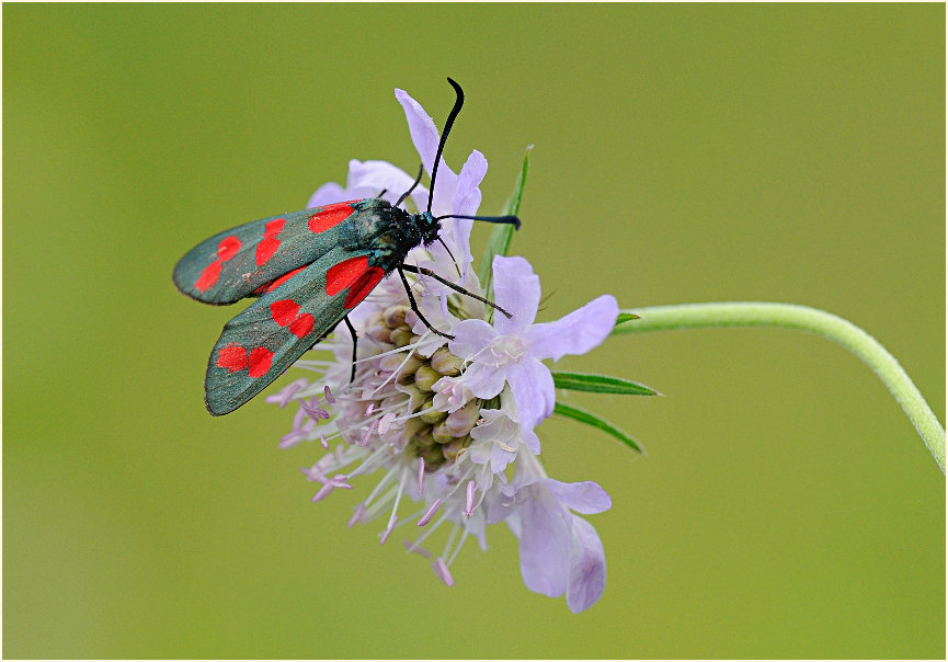Sechsfleck-Widderchen (Zygaena filipendulae)