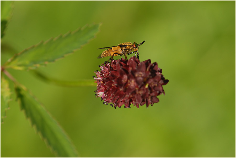 Großer Wiesenknopf (Sanguisorba officinalis)