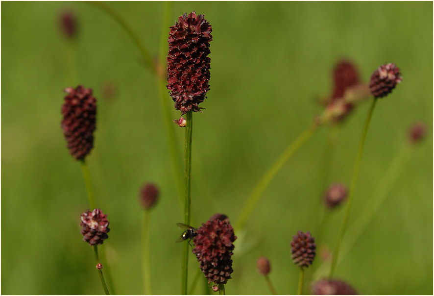 Großer Wiesenknopf (Sanguisorba officinalis)