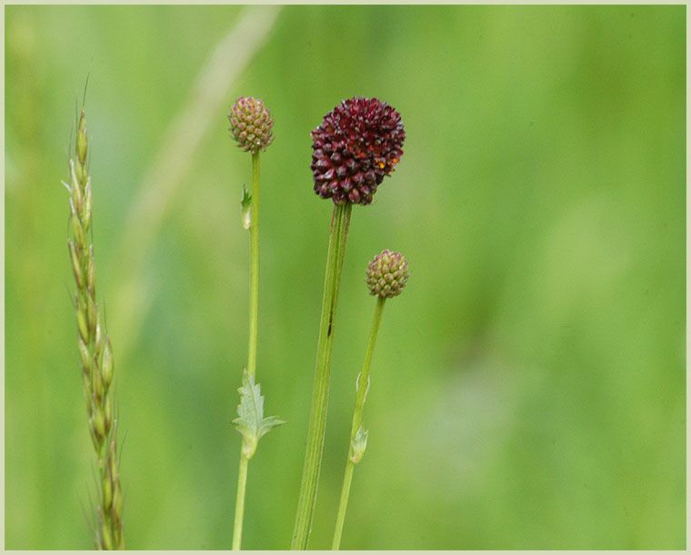 Großer Wiesenknopf (Sanguisorba officinalis)