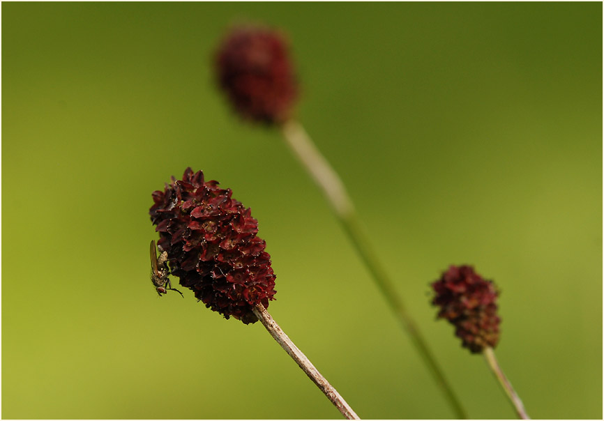 Großer Wiesenknopf (Sanguisorba officinalis)