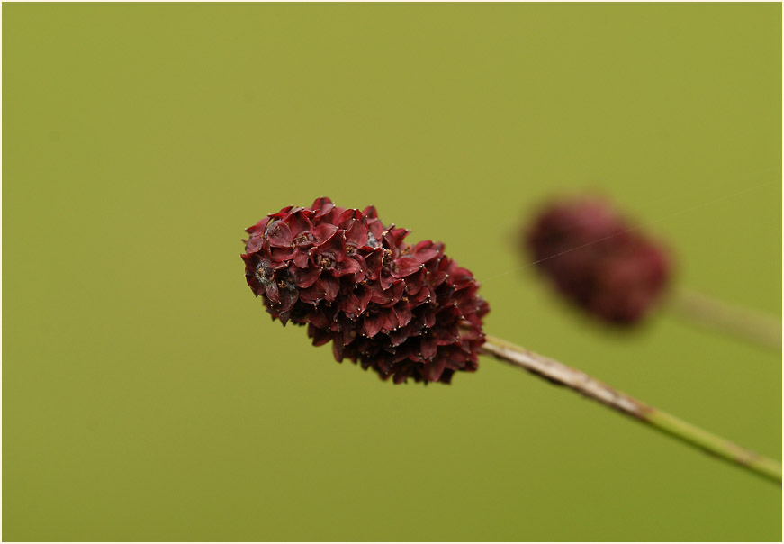 Großer Wiesenknopf (Sanguisorba officinalis)