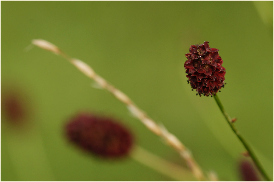 Großer Wiesenknopf (Sanguisorba officinalis)