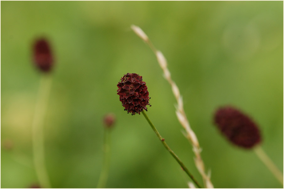 Großer Wiesenknopf (Sanguisorba officinalis)