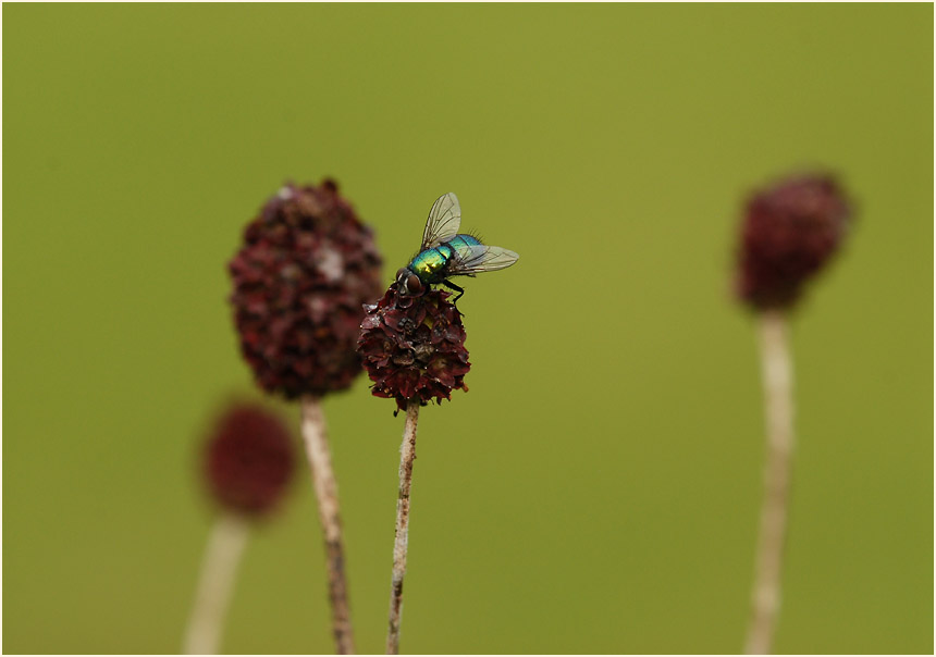 Großer Wiesenknopf (Sanguisorba officinalis)
