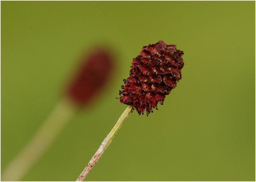 Großer Wiesenknopf (Sanguisorba officinalis)