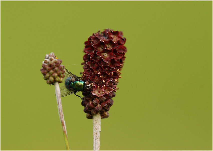 Großer Wiesenknopf (Sanguisorba officinalis)