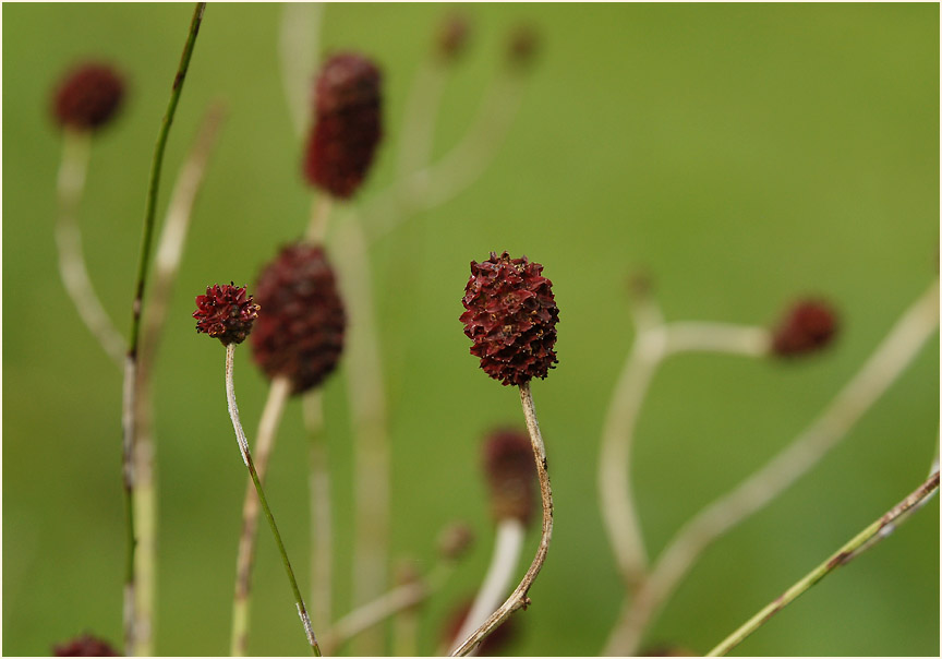 Großer Wiesenknopf (Sanguisorba officinalis)