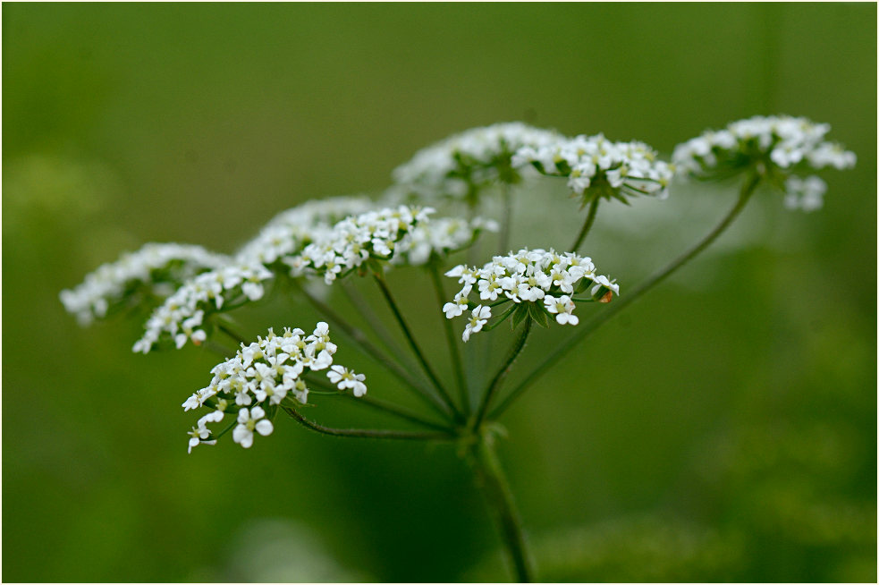 Wiesen-Kerbel (Anthriscus sylvestris)