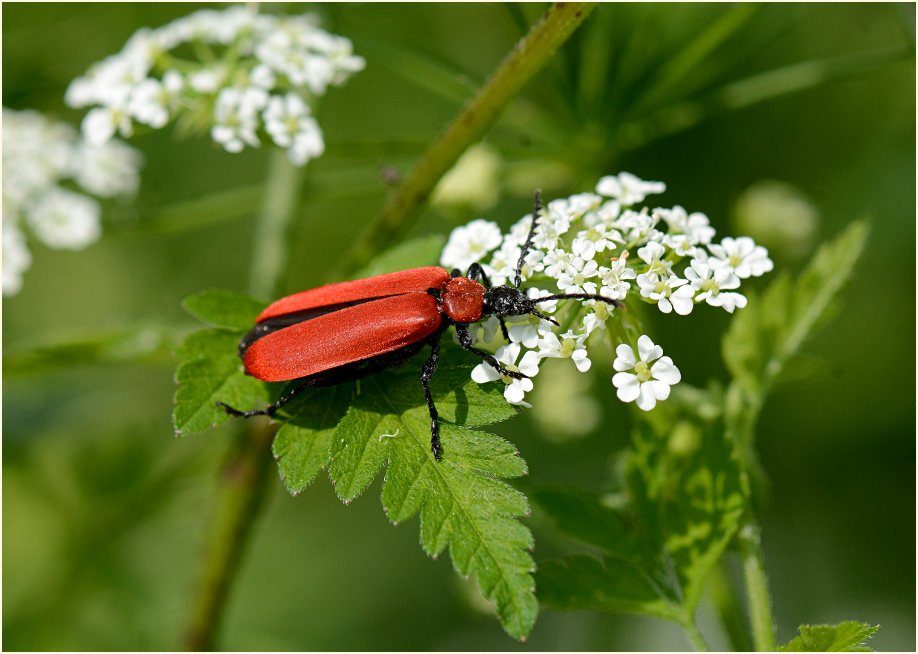 Feuerkäfer auf Wiesen-Kerbel (Anthriscus sylvestris)