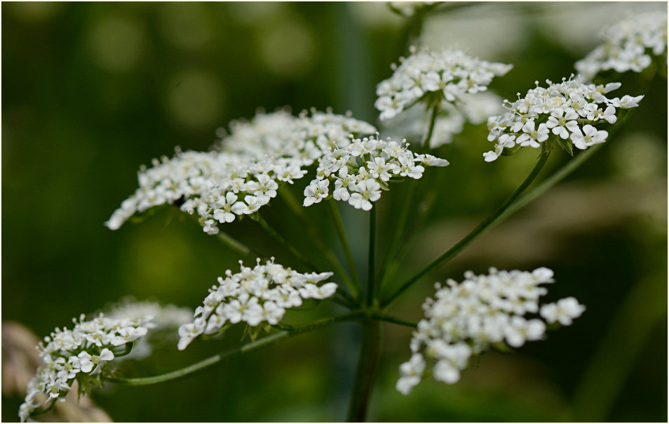 Wiesen-Kerbel (Anthriscus sylvestris)