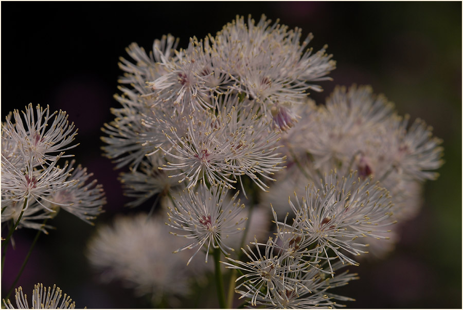 Wiesenraute (Thalictrum)